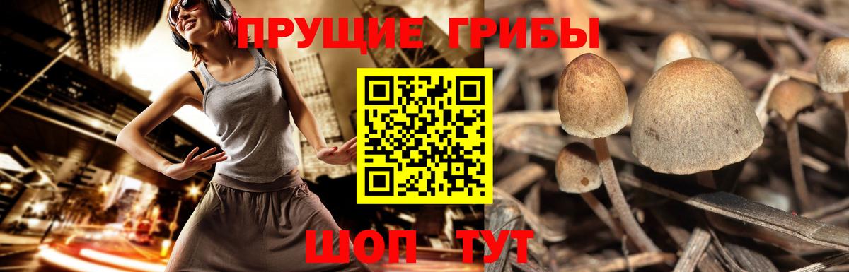 Псилоцибиновые грибы мухоморы  хочу   Егорьевск  Вход с VPN  Псилоцибиновые грибы Cubensis 
